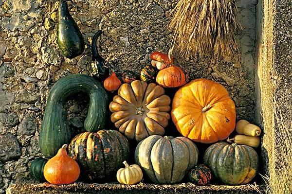 提个醒南瓜虽好，但是也有三个禁忌，吃错了，食补不成反伤身