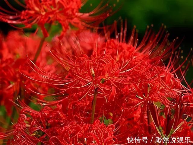 彼岸花如此美艳，却被日本人视为幽冥之花，深扒它的前世今生