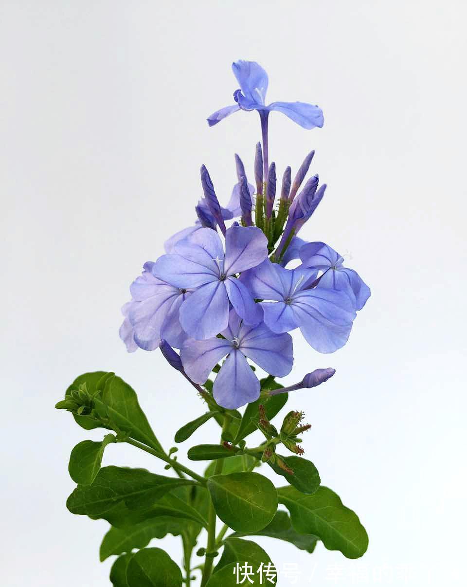 养花试试这几款，花姿美丽动人，开花时间较长