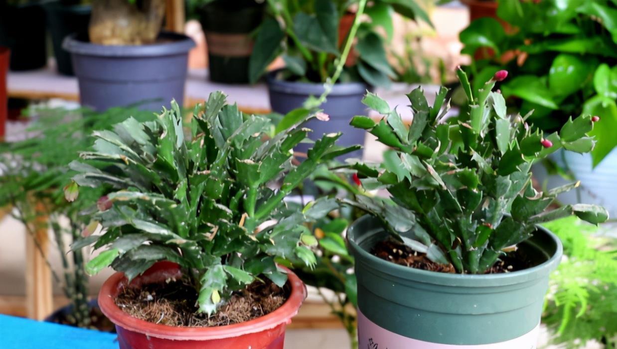 花友|害怕蟹爪兰夏季打蔫,告诉你几个关键操作,让它叶片油绿硬挺