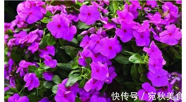 家里养以下四种花,一年四季花开不断,天天有花赏