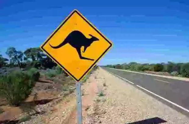 想不|澳大利亚人想不明白,袋鼠肉出口六十多个国家,为何中国人不爱吃
