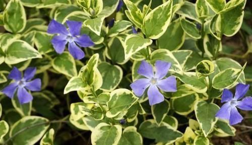 这些花卉比绿萝好看太多了,而且好养活爆盆快,后悔现在才看到!