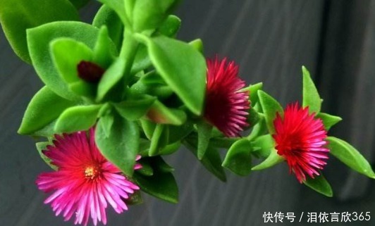 牡丹吊兰|懒人养这4种花，管理不费心，随便养就能爆盆，清香好闻惹人爱