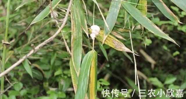 竹子|它若长在您家竹子上,请别摘掉,因为太珍贵了,100元一斤