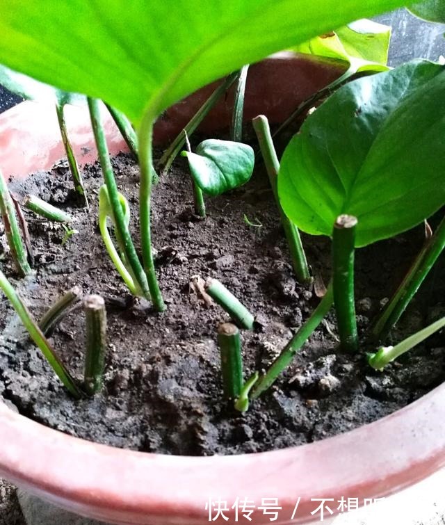 磷酸二氢钾|绿萝黄叶了张大爷露一手，三四天叶子就返青，绿油油巴掌大！