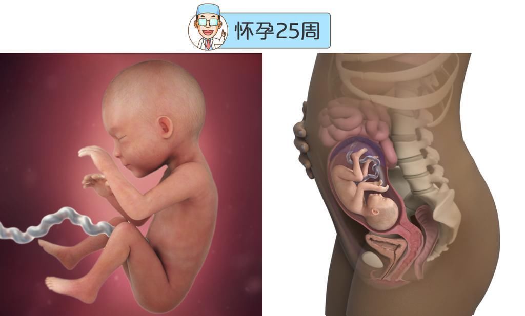 婴儿|最全的怀孕周期图鉴,感受从受精卵到婴儿的神奇变化!