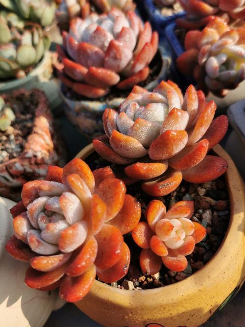 橙梦露|2021“很火”的多肉品种,神仙颜值、好养皮实,养过的都说好