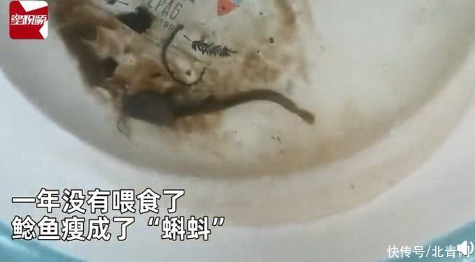 鲶鱼|男子把鲶鱼忘水缸1年没喂食，想起来一看难以置信：惊变“蝌蚪”