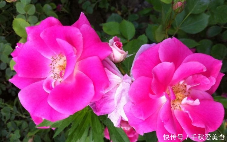 家养|家养几款花卉,花叶俱美,三季开花,丢土里就能活