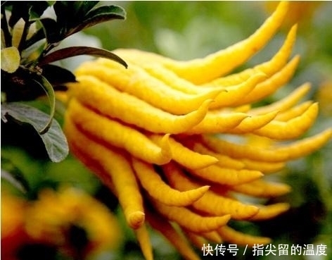 路边|提个醒:在路边遇到此野果,一定要摘回家,现在了解还不迟