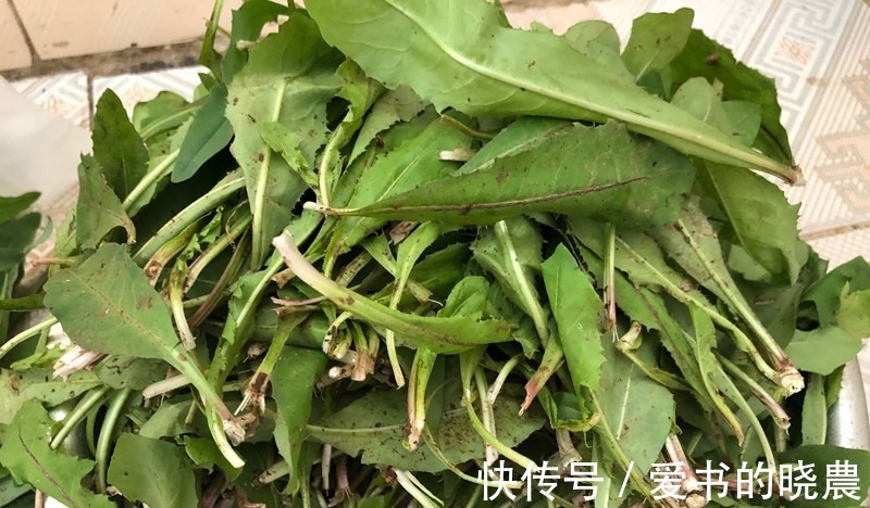 蒲公英|天然“青霉素”被找到，隔三岔五吃，杀菌消炎防感冒，别不懂吃！