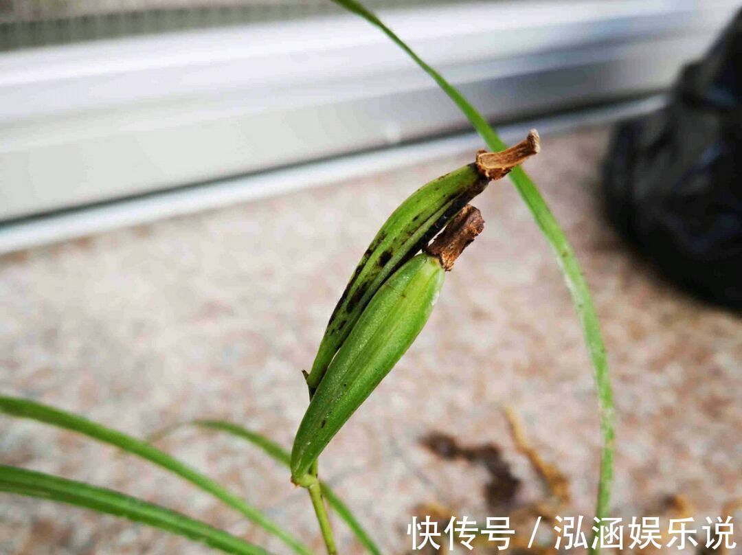 年史|兰花龙蛋怎么形成的兰花龙蛋是龙根苗吗龙根苗和艺兰的关系