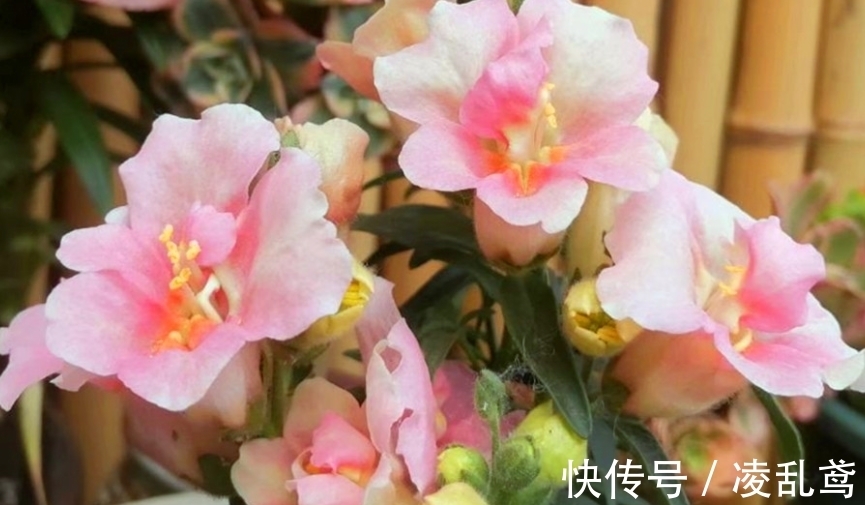 长春花|此款花卉便宜又好养，沾点水就疯长，开花勤还爱爆盆，美