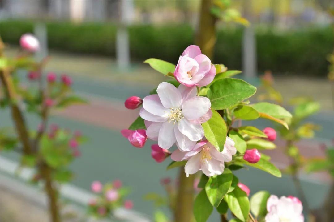 紫丁香、海棠芬芳馥郁，在昌平自行车专用路来一次观光骑行之旅吧