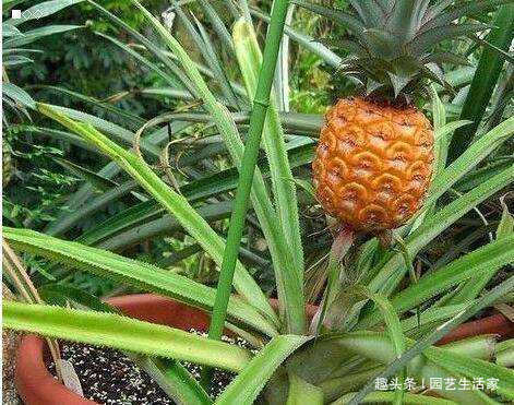 吃剩的菠萝头别扔，不用土，插水里就活，一年还能结出菠萝来！