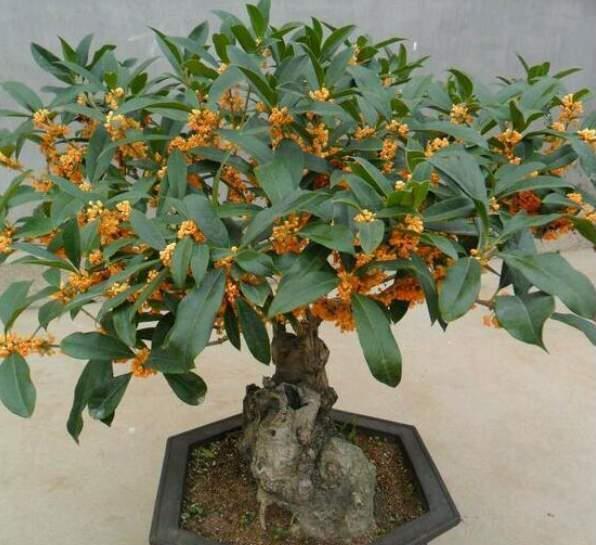 越养越金贵的“4种花”,能活上百年,老了就是“传家宝”