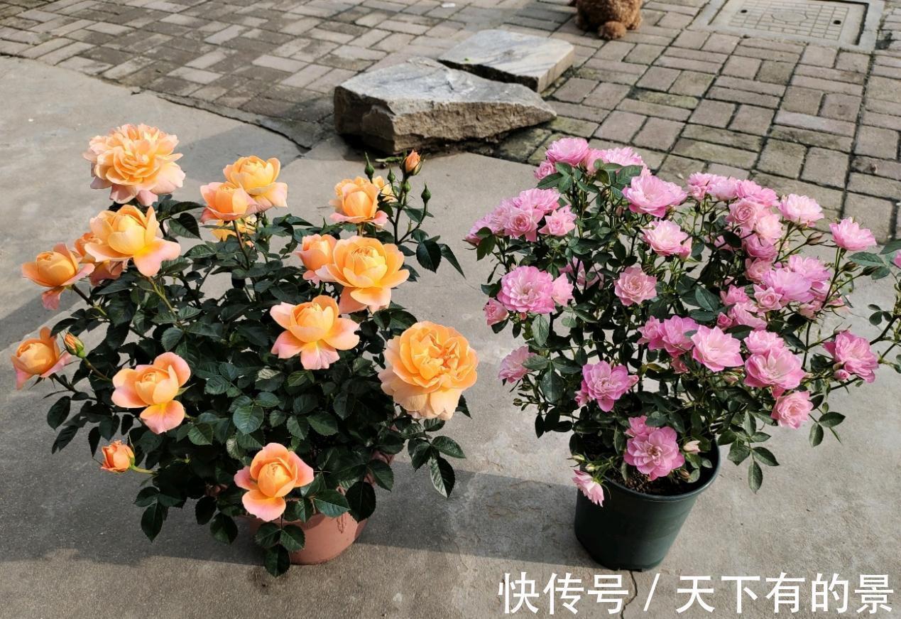 此花号称“开花机器”，居家盆栽牢记4点，开花繁殖能力特强