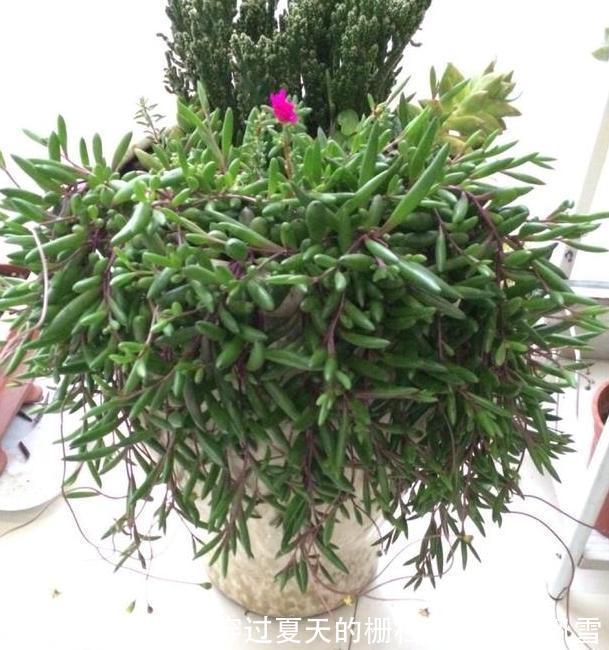 盆栽多肉紫玄月侧重这3小技巧,好看又好养,秋冬疯长新茎叶