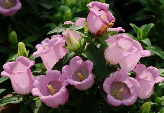 风铃草|这些小花便宜又好养,放在小院开花不断,绚丽多彩,香飘溢满屋