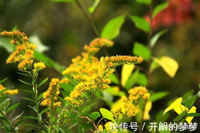 外来物种入侵济南!“加拿大一枝黄花”现身平阴河边