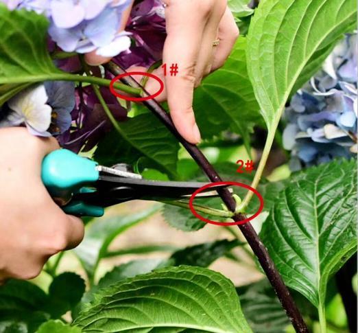 栀子花|6种“漂亮花”,7月不修剪,后悔一整年