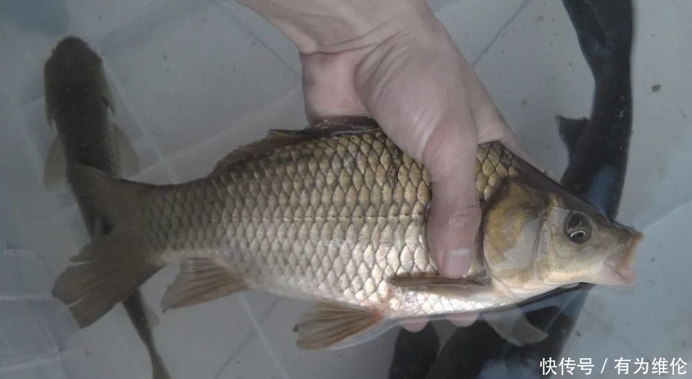 水面|秋钓草窝，搞清楚明和暗的区别，大板鲫排队入护