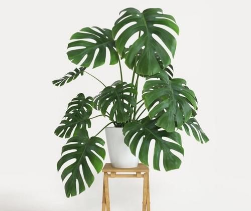 天气暖和了，6种植物别给它晒太阳，不然叶子枯黄