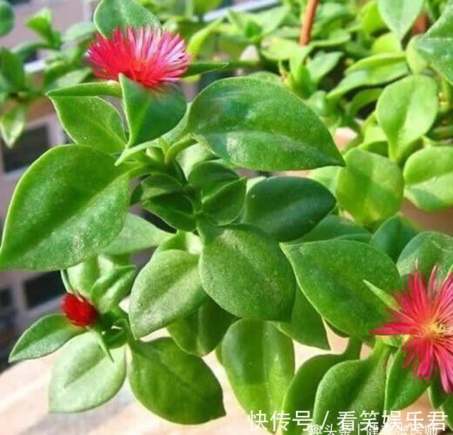 美容|人到中年,常吃3种食物,补益气血,美容抗衰,营养又健康