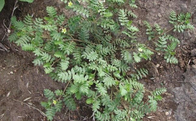 中年|此种植物叫“蒺藜”，浑身长满刺，农民当成杂草，殊不知药用价值