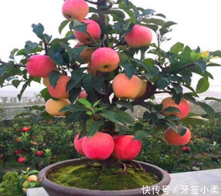 家里有院子,4种果树别嫌弃,好看好养活,比养花强