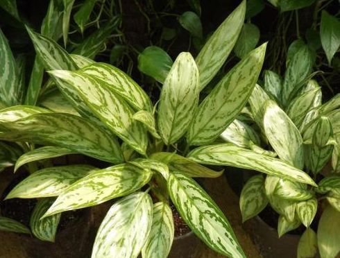 喜欢玫瑰，不妨试试“优良玫瑰”甜蜜马车，花开爆盆，多彩多姿