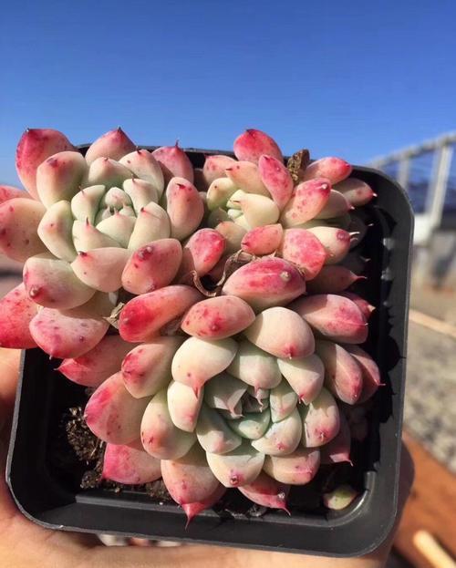 多肉|忘了奥普琳娜吧,养一棵阿尔巴佳人,叶片更肥厚,容易出状态