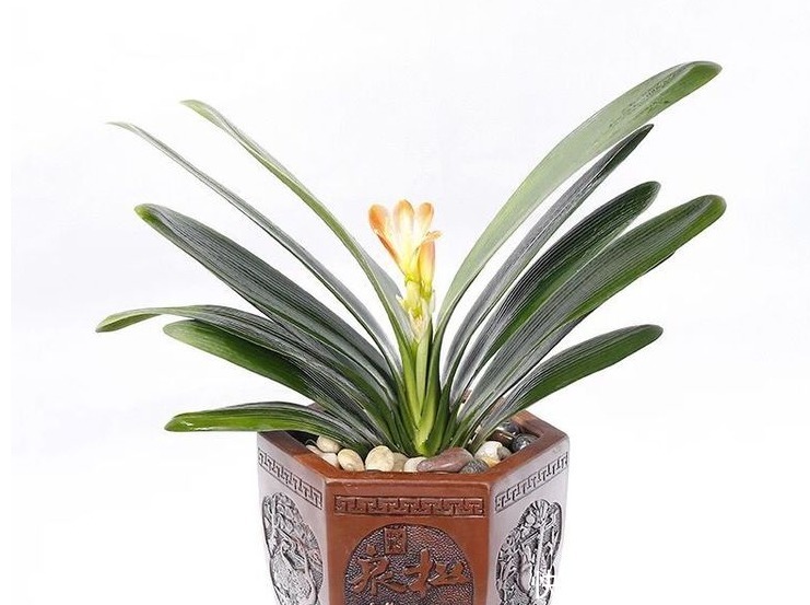 植物|养花肥难找原来白糖才是最好有肥料,从此不用买高价花肥了