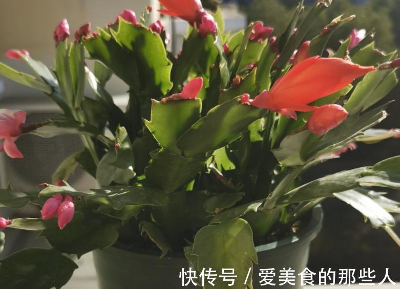 蟹爪兰养不好,主要原因是这3点,做对了植株年年开花
