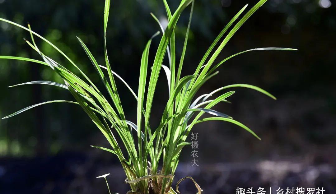 季节|三分种、七分养，芒种时节的兰花，如何养出浓绿的叶子？