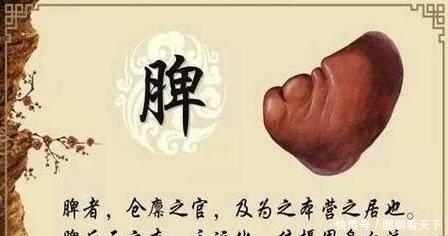 为什么说脾虚有“四怕”, 怎样才能更好的健脾!