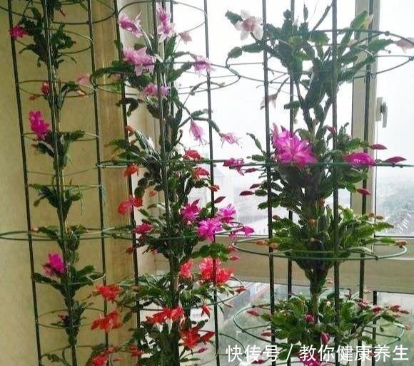 嫁接|叶仙嫁接蟹爪兰,长到比人高,花开千百朵,一个弱点“毁所有”!