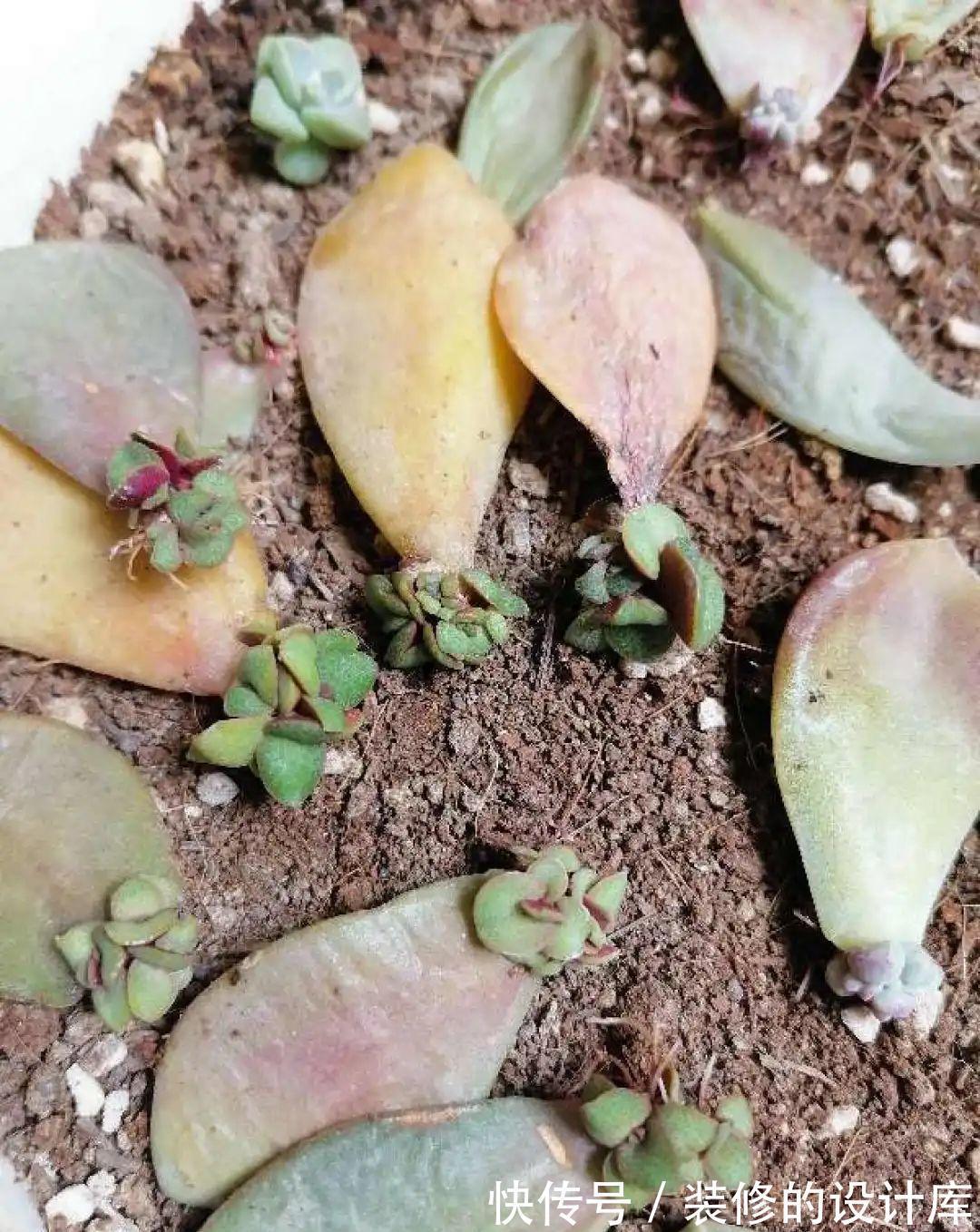 芦荟|8种花像“老母猪”,种一棵,生一窝,多得没地方养