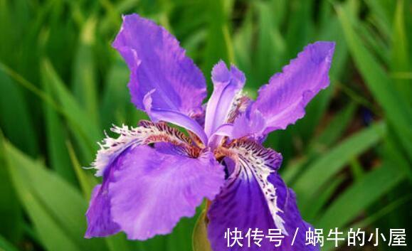 花朵|农历7月13日开始,养花养个耐看的,阳台栽上几盆,漂亮大气