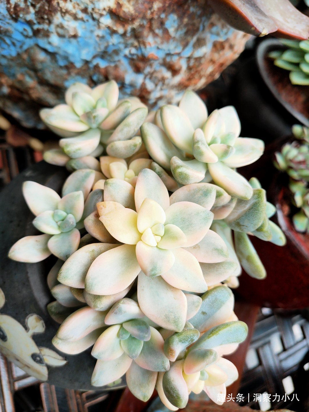 走下神坛的“三多肉”，叶色斑斓“易群生”，不出状态也很仙