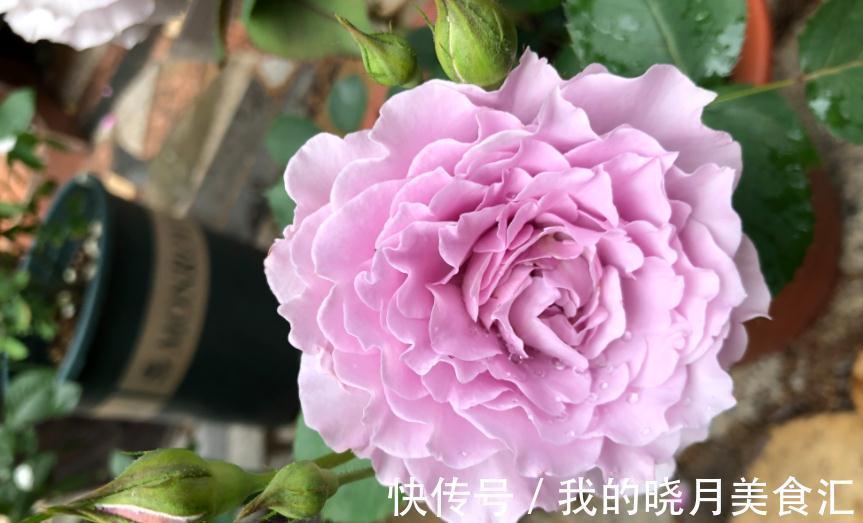 栽培|香味十足的月季蜻蜓,栽培扦插简单,值得园艺新人“踩雷”