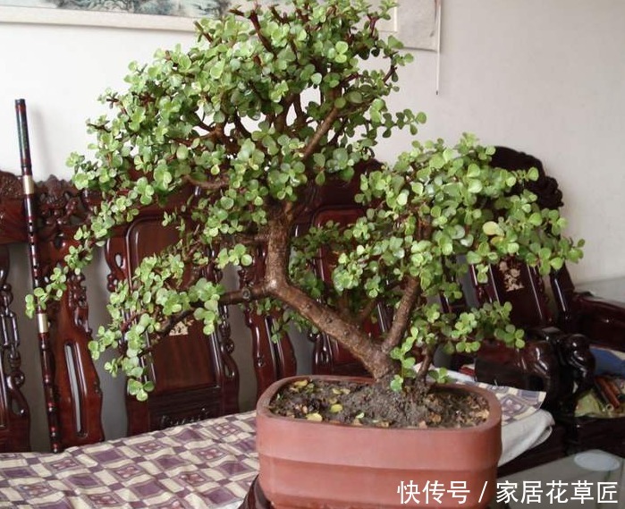 肥沃|想养好1盆“金枝玉叶”，需要注意3个基本步骤，才能更壮、更油绿