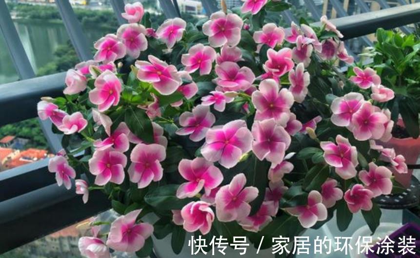 长春花|盘点10款漂亮花,号称“开花机器”,一开就是300天,适合新手