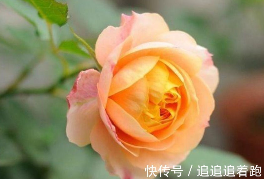 这几款小花，便宜又好养，“花香”飘满屋，花美心情好！