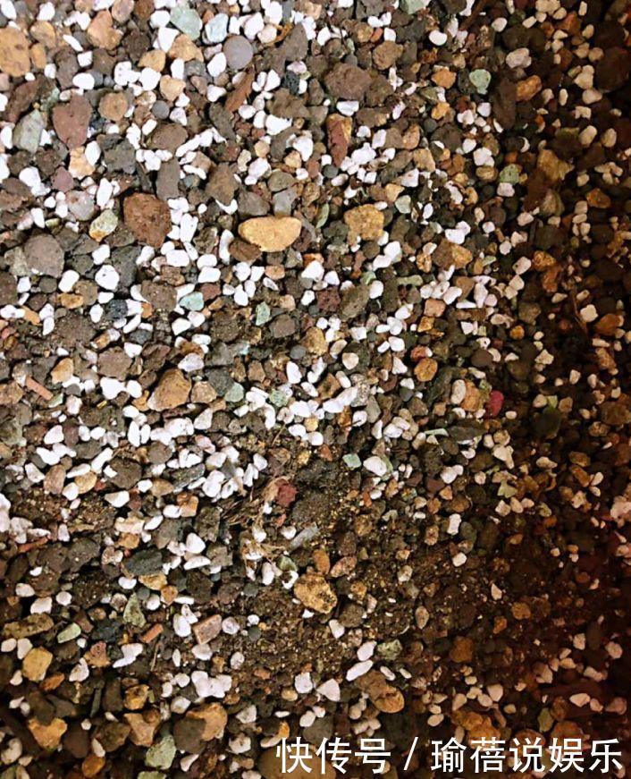 多肉叶子皱皱巴巴别光浇水，多半是伤根该换盆了！