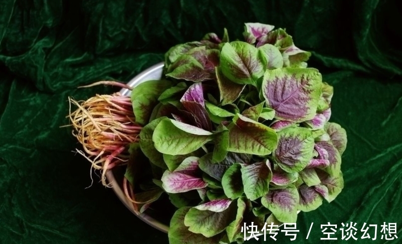 长寿菜|这种野菜一身都是宝，农民总是吃叶子，却不知根的价值才最高！