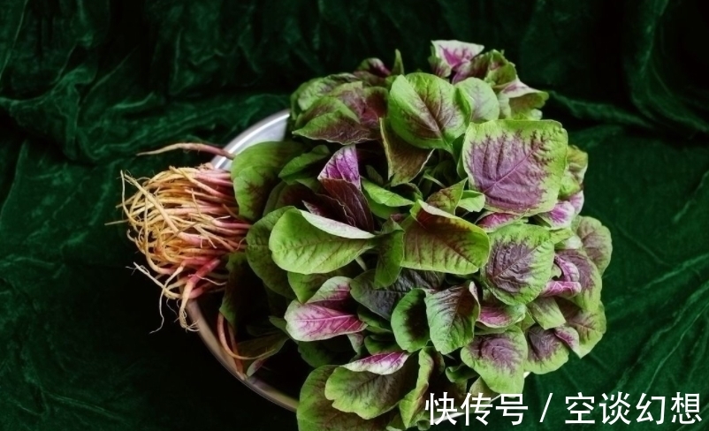 长寿菜|这种野菜一身都是宝,农民总是吃叶子,却不知根的价值才最高!