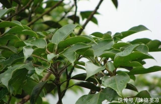 “这种树”中国特有,叶子一边是荷叶,一边是枫叶,见到请珍惜!