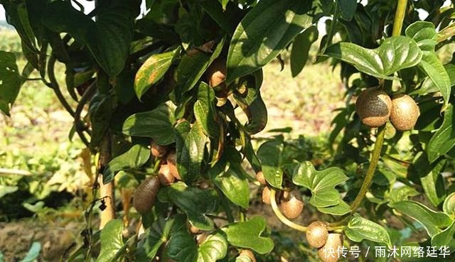 山药棍|山药豆和山药到底是啥关系?哪个营养好